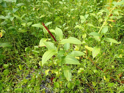 Saururus chinensis (Saururus chinensis)