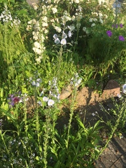 Veronica gentianoides