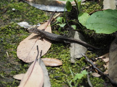 Takydromus tachydromoides