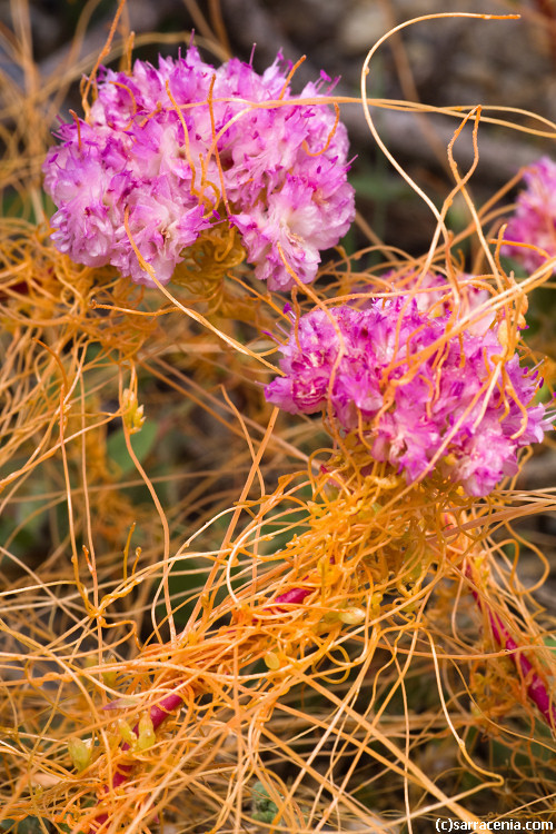 Cuscuta suksdorfii
