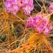 Mountain Dodder - Photo (c) 2012 Barry Rice, some rights reserved (CC BY-NC-SA)