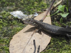 Takydromus tachydromoides