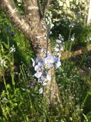 Veronica gentianoides