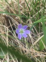 Hepatica americana