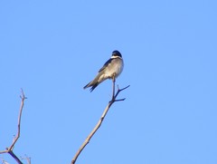 Hirundo dimidiata