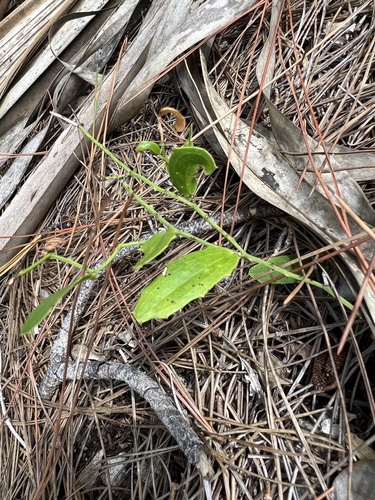 Image of Everglades Greenbrier (Smilax havanensis) by (c) David Garza, some rights reserved (CC BY)