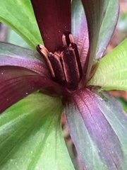 Trillium angustipetalum