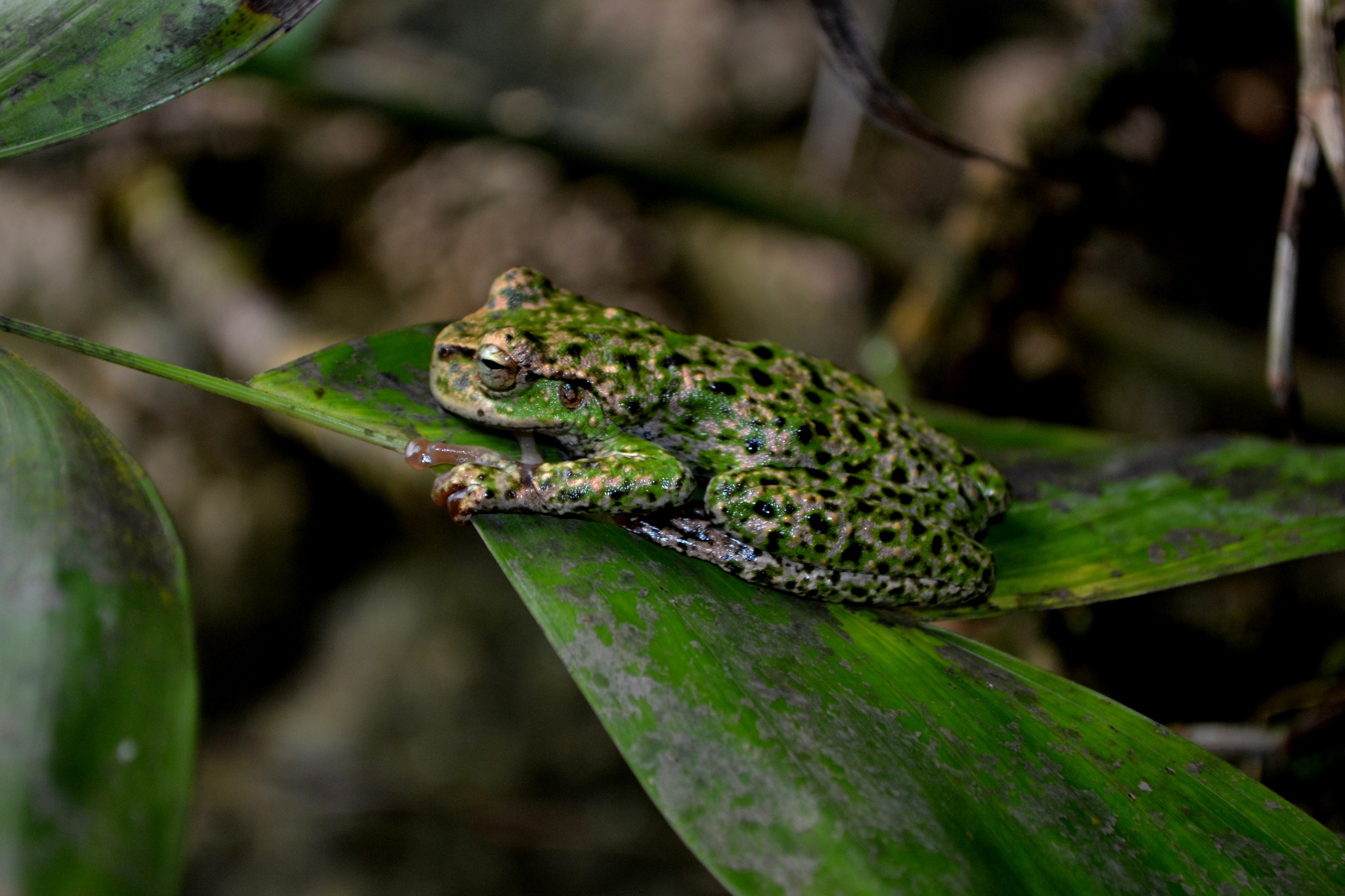 Thorny Spikethumb Frog (Plectrohyla acanthodes) · iNaturalist