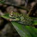 Thorny Spikethumb Frog - Photo (c) Daniel Pineda Vera, some rights reserved (CC BY), uploaded by Daniel Pineda Vera