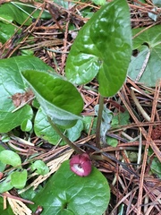 Asarum lemmonii