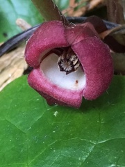 Asarum lemmonii