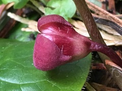 Asarum lemmonii