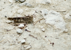 Spharagemon cristatum