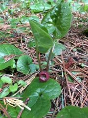 Asarum lemmonii