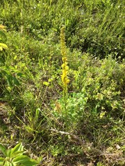 Solidago virgata