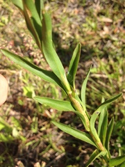 Solidago virgata