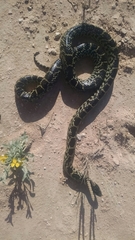 Lampropeltis splendida
