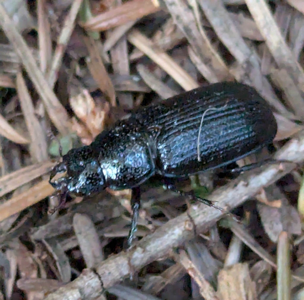 Ceruchus striatus