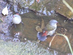 Coccopygia quartinia