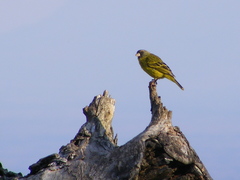 Crithagra hyposticta