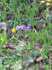 Pericallis aurita image