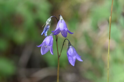 western harebell