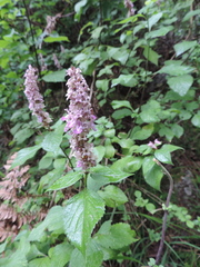 Achyrospermum cryptanthum