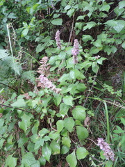 Achyrospermum cryptanthum