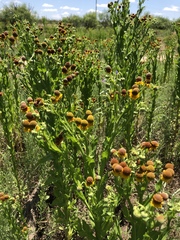 Helenium microcephalum