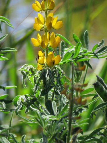 Lupinus luteus image