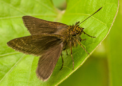 Aeromachus jhora