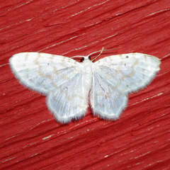 Hydrelia albifera