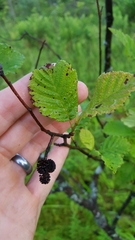 Alnus incana rugosa