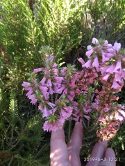Erica abietina constantiana