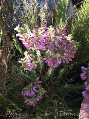 Erica abietina constantiana