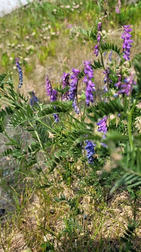 tufted vetch