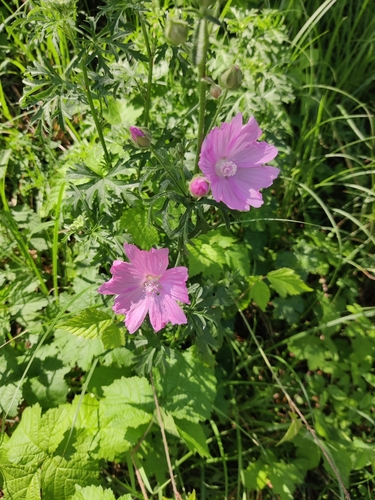 Image of Malva alcea by (c) Magdalena Ginko, some rights reserved (CC BY)