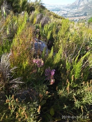 Erica abietina constantiana