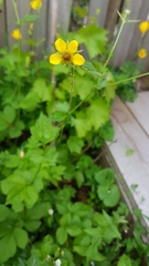 Geum urbanum