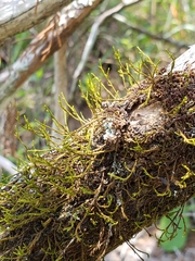 Cryphaea glomerata