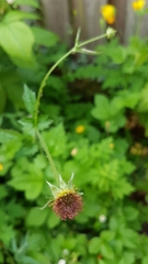 Geum urbanum