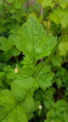Geum urbanum