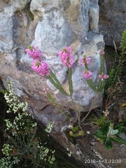 Erica abietina constantiana