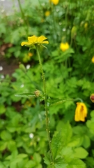 Geum urbanum
