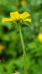 Geum urbanum