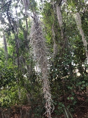 Tillandsia usneoides