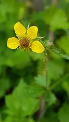 Geum urbanum