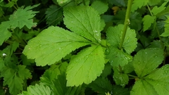 Geum urbanum