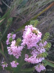 Erica abietina constantiana