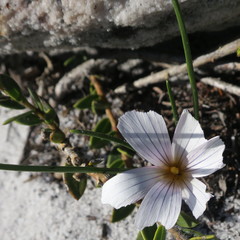 Romulea flava flava